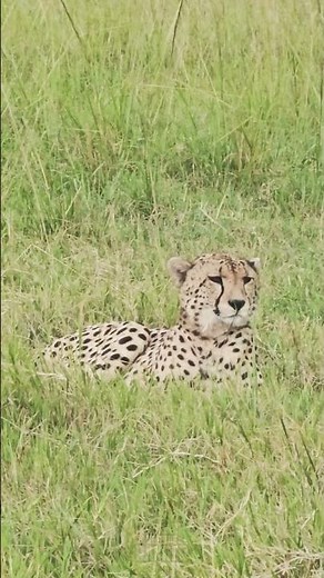 Cheetah Sitting Down 🐆😍 #Wildlife #Safari