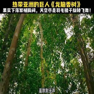 热带亚洲的巨人《龙脑香树》，果实下落繁殖瞬间，天空尽是羽毛毽子旋转飞舞！ | 增强知识3