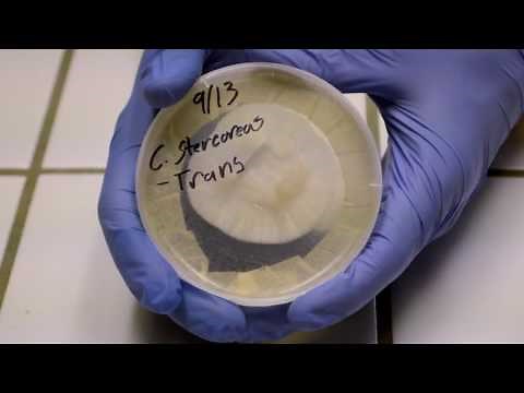 Mycology 103-DIY Agar Culturing