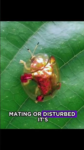 This Beetle Changes Color Like Magic!