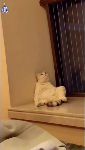 Funny Moments: Cats Getting Neutered