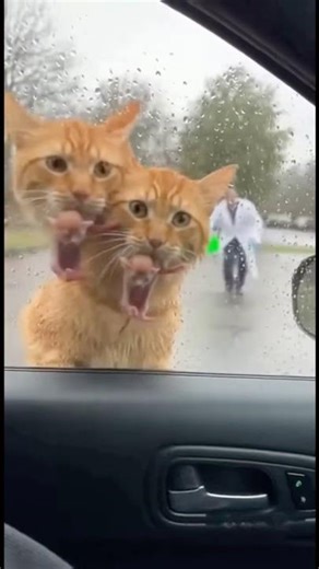 💔Let's change a life together. Helping a kitten in need .🧪😭😭💔 #cat