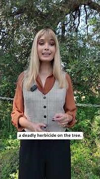 Treaty Oaks - Austin PBS Short