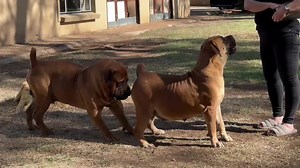 Roger's Epic Performance at Mes Kennels! Boerboel Dog Showcase