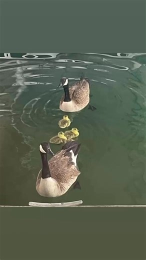 The Canada Goose was all alone. Injured, with a broken wing, his future looked dim. An animal lover in Gainsville said his wing was twisted up and dragging on the ground. He would have been euthanized if he was brought into animal control and the incredible Georgia Wildlife Network was working with a rescue to find help when his wing simply fell off. The animal lover who had called the network said the Canada Goose was healing up just fine and seemed to be getting along okay with just one wing. 