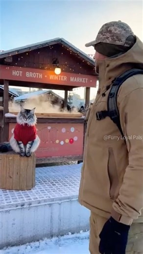 😹 🐈‍⬛ Giant Maine Coon Runs in Snow to Soldier! #cat