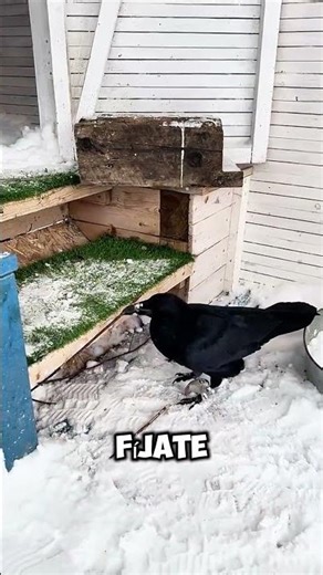 Esto no parece un ave… mira lo que hace 😱