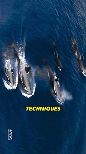 Orka: A Marine Predator That's Smarter Than You Think!