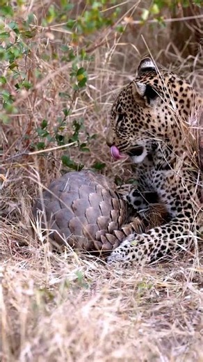 Pangolin's Armor Defeats Hungry Leopard #wildlife
