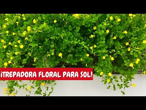 Dipladenia amarilla | Mandevilla amarilla | ¡Enredadera con flores de sol!