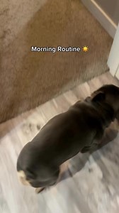 258K views · 4.6K reactions | He's always so excited  | French Bulldog World | Facebook