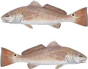 Qty. 2 Redfish Decal Red Drum Fishing Decals Florida Snook Fishing Stickers UV Protected Outdoor Vinyl Fish Stickers Fish Decals Redfish Artwork Mini Decal by Skiff Life