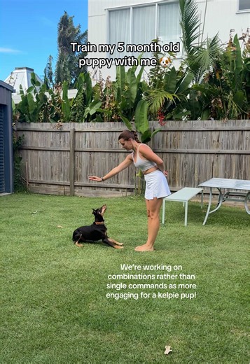 Key Tips for Effective Puppy Training