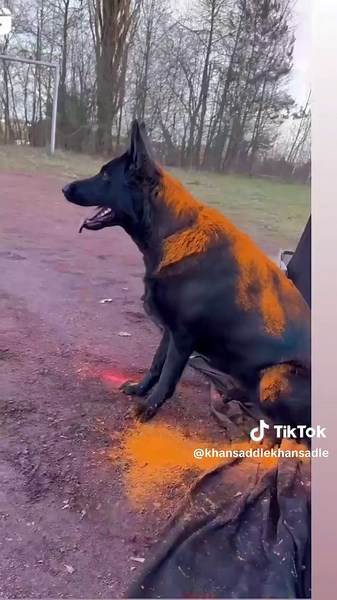 khan saddle on TikTok