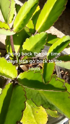 Holistic health and healing (@holistic_health_healing)’s videos with original sound - Holistic health and healing