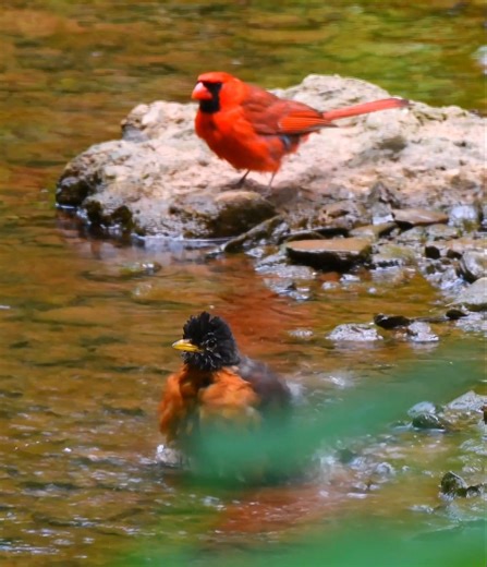 American Robin Bath Time… Under the Strict Supervision of a Northern Cardinal 😁🐦4K