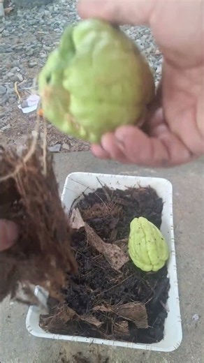 Simple Ways to Grow Chayote for a Bountiful Harvest