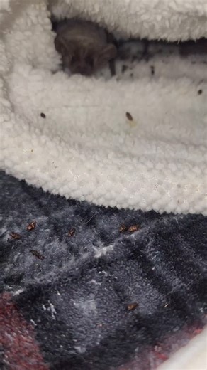 3.1K views · 734 reactions | Pouch fulla cuties! #bats #arizona #wildanimals ** Bats are not pets! I'm a licensed, trained, and vaccinated rehabber. Please see azbatrescue.org if you need help with a bat. ** | Arizona Bat Rescue | Facebook