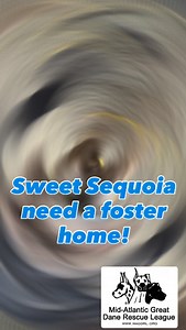 🌲 Sequoia Needs a Soft Place to Land 🌲 Sequoia is a 4‑year‑old blue brindle Great Dane who has already been through more than any gentle giant should. Found as a stray and now sitting in a kennel, he’s underweight, and just trying to decompress. What he needs most right now is a foster home — a warm spot to rest, a routine, and someone patient enough to help him fill back out and feel safe. He’s sweet, sensitive, and so ready to blossom with a little love. If you’ve ever thought about fosterin