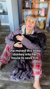 Tiny donkey hooves follow this couple all around their house 💗 We spoke to Sara about how this baby donkey took over her home and inspired her to change her whole life! Keep up with Sara on TikTok: thedo.do/oursimplehomestead and Instagram: thedo.do/Oursimplehomestead | The Dodo