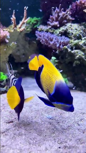 Majestic angelfish feeding on mysis #reeftank #aquarium #aquariumhobby #aquariumfish