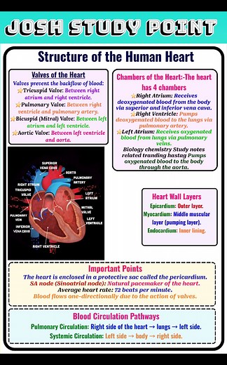 Structure of Human Heart 🫀 | Understand how our heart pumps life — chambers, valves, and blood flow explained clearly! 💉📘 #HumanHeart #HeartStructure #BiologyNotes #CirculatorySystem #AnatomyNotes #ScienceStudyNotes #LearnBiology #HumanBody #HeartFunction #BloodCirculation | Josh Study point