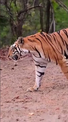 Mausi Maa's Secret Stroll! 🐅 #wildlife #nature