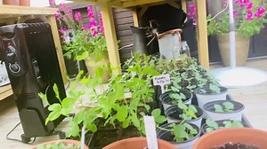 56 reactions · 13 comments | The greenhouse is filling up! I’m using three bottom shelves and things are growing strong and healthy! 華 | Yoderbilt Greenhouses | Facebook