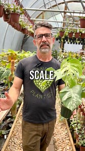 Scale insects are small, sap-sucking insects that are commonly found on indoor and outdoor plants. They are called scale insects because they often have a hard, protective shell or scale-like covering that helps to protect them from predators and environmental factors. There are many different types of scale insects, but they all feed on plant sap and can cause damage to the plant if left untreated. If you suspect that your plant is infested with scale insects, there are several steps you can ta