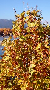 1.2K views · 25 reactions | Beautiful fall colors in Sandpoint, Idaho from KREM 2 News | KREM 2 News | Facebook