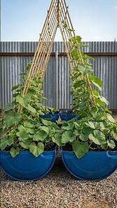 Best Vertical Garden Hack: Growing Luffa on a Bamboo A-Frame! 🌱
