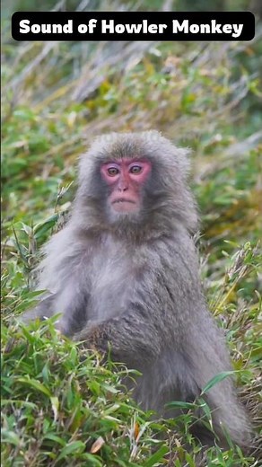 Sound of Howler Monkey | Howler Monkey sound | Animal sounds | #animalsounds #shorts