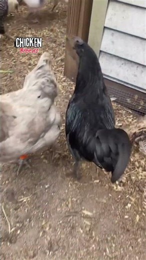 chicken breeds 🥚 "The blackest animal you’ve ever seen!" 😳🐔” #chicken