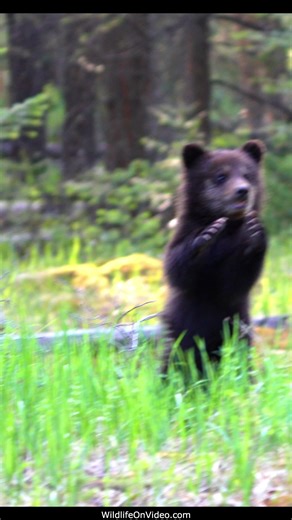 11K views · 253 reactions | Cutest Grizzly Cubs took on the World this Year! | Wildlife On Video | Facebook
