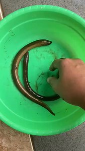 Bakteri aeromonas penjelasan nya di kolom komentar 👉👉 | Ujang Suarna