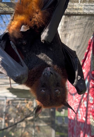 Malayan Flying Fox Mom and Pup Enjoy Snack Time