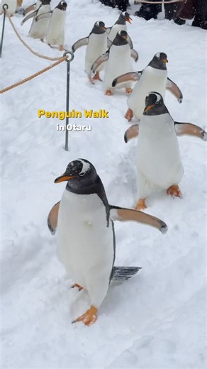 주소록 | 카페 · 팝업 · 전시 · 푸드 on Instagram: "펭귄은 눈길 산책 중입니다❄️🐧 (💌 펭귄 산책 시간 & 뚜벅이 가는 법은 아래!) 눈 내리는 겨울, 오타루에 가면 귀여운 펭귄 친구들의 산책을 볼 수 있어요! 호기심 가득한 펭귄 친구들의 산책은 오타루 아쿠아리움에서 하루 4번 진행돼요🕰️ 가끔 넘어지지만, 뽈뽈뽈 한 줄로 산책하는 모습이 정말 귀여웠어요🥰 💌 ------------------------- ✔️🐧 펭귄 산책- 11:30 / 12:40 / 13:30 / 14:40 (2026년 1월 기준) ✔️🚶‍♀️JR오타루역 하차 - 역에서 바로 나와 버스 터미널 3번 승강장으로 이동- 10번, 11번 버스 탑승 ✔️🦭 물개 등 다른 친구들 이벤트도 만날 수 있어요! ----------------------------- ✔️오타루 아쿠아리움 •3 Chome-303 Shukutsu, Otaru, Hokkaido 047-0047 일본 •10:00-16: