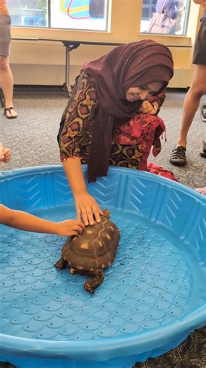 Scratching the red footed tortoise...🐢 #learnfunboom #tortoise #funny