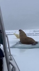 563K views · 827 reactions | Polar Bear and Walrus Clash in Rare...