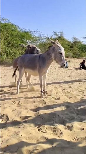 donkey high jump 🦘 8m #success #youtubeshorts #donkey #animals