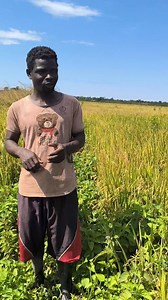 Our chief bird scarer uses 'other things' to scare off birds. | Ada Dalk