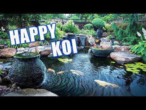 GARDEN Pond with Happy Koi