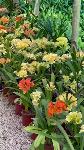 First-Year Clivia Blooms | Amazing Early Flowers from Utopia Clivias