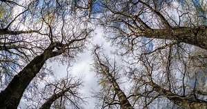 Download time lapse of bare crowns and clumsy branches of huge oak trees growing in blue sky in sunny day with clouds for free