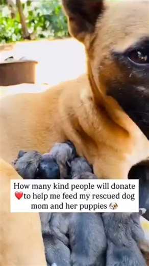 Enock dog rescue u.g (@dogsloversenockug)’s videos with original soundEnock dog rescue u.g