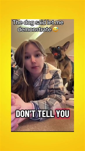 German Shepherd Demonstration of Skills