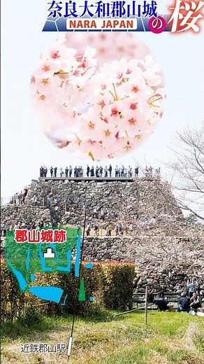【桜・お城・観光】奈良・大和郡山城の桜