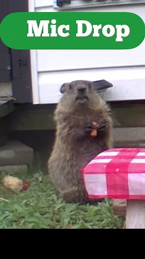 242K views · 4.1K reactions | The Chunks Greatest Moments #13 | Chunk The Groundhog | Facebook