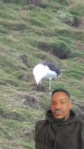 A bird swallowed a whole rabbit alive.No tearing, no sharing, just gone. Nature isn’t beautiful, it’s brutal. The rabbit literally vanished into the bird’s throat alive. #RawNature #PredatorMode #WildAndUnfiltered #NoMercyInTheWild #NatureIsSavage #KingVenas | Venas