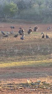 10K views · 70 reactions | Looking for a quality spring turkey hunt??? WWR has a few all-inclusive packaged hunting slots left to book. Record number of birds this year, no crowds, no mixing of groups, full service premier lodging, located near Pearsall Texas. | Wilson Whitetail & Wingshooting Ranch - WWR | Facebook